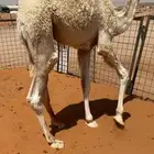 قعود فاخر
