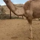 للبيع قعود مفرود
