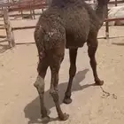 قعود العمر 6 شهور لباني شرط حليب