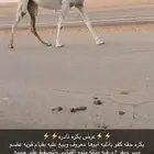 بكره حقه كفو