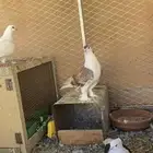 ذكر شيزازي للبيع