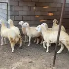 ارخال للبيع