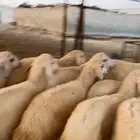 بهم طيب نضيف شرط