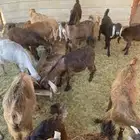 تيوس وجفار مقفلات