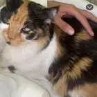 قط شيرزاي