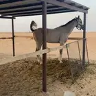 حصان شعبي شيييخ