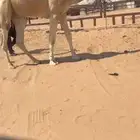 فحل رماني غييثي كفو