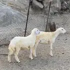 رخال شحم ونضافه شرط