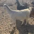 غنم