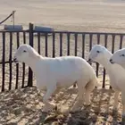 خرفان صنف الصنف حرش رقم واحد بالإعمار من3 الى 6