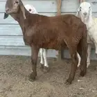 سواكني للبيع