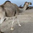 خلفه رحول