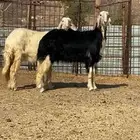 رخال نجد صنف ( تم البيييع )