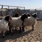 ذبايح للبيع