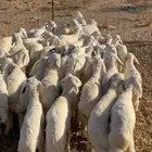 رخال رقم تم البيع اضغط متابعه