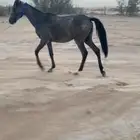 للبيع مهره شعبيه