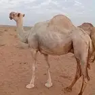 لدينا عرض ناقه شاق وعلى جميع شروط