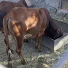 حسيل ثور بلدي عمره اكثر من سنه