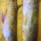 فسيخ