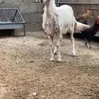 بسم الله الرحمن الرحيم رخل زبده