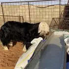 نجديه رباع