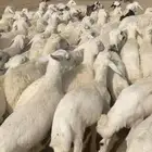 بهم