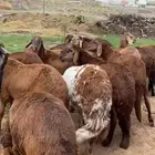 خرفان سواكني مربى على الشرط