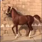 حصان كفو شعبي
