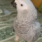 كاسكو تربيه انتاج محلي