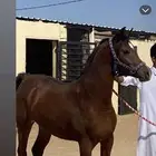 حصان عربي للبيع معسوف على الشرط