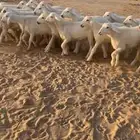 بهم حري تربيه