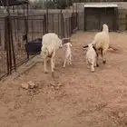 شياه مواليد