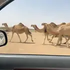 للبيع 10من الأبل