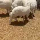 بهم حبص