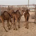 حشوو للبيع