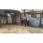 جذعة طيبة