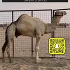 للبيع بكره حوره شكل فل وسلاله طيبه
