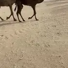 حواره علي فزاع طيبه جدا راح تنحسب في مزاينات الدول ومها كفو