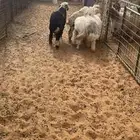 هرفي