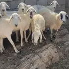 ظان مقنى عدد 10