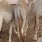 حشو