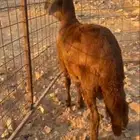 سواكني حمري