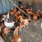 ذكران بلدي