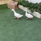 بط بكيني علئ وشك بيض