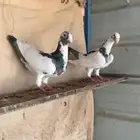 حمام