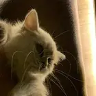 العمر 6 شهور