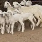 7 من الرخال جذعات صنف الصنف تحتها 7