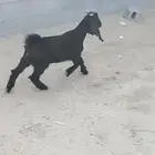 تيس أربع شهور والثاني حول خمسه شهور الموقع سوق الدمام