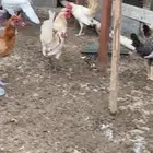 دياكه