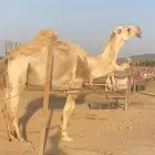 فحل باتلي